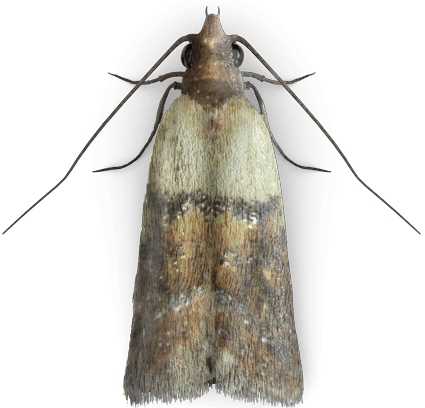 EXPEL - pułapka na mole spożywcze 2szt.