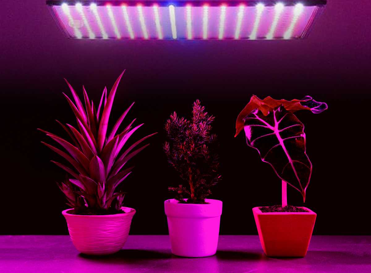 Lampa LED do roślin Heckermann 225LED — trzy rośliny doniczkowe oświetlone fioletowym światłem grow w ciemnym pomieszczeniu