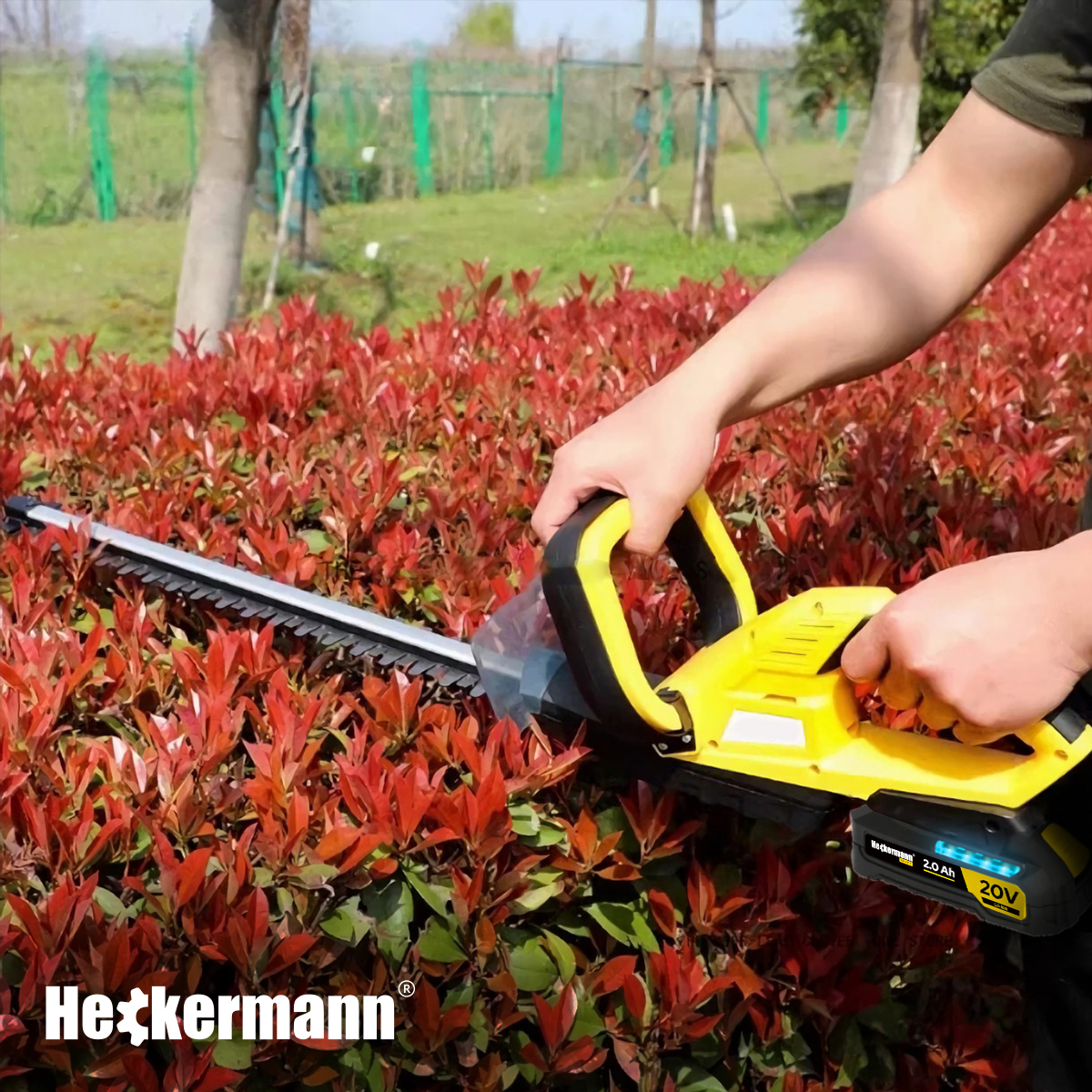 Nożyce akumulatorowe Heckermann AVNZ20 podczas przycinania czerwonego żywopłotu