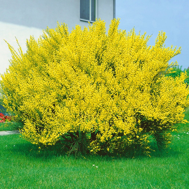 Żarnowiec Złoty || Szczodrzyniec || Cytisus