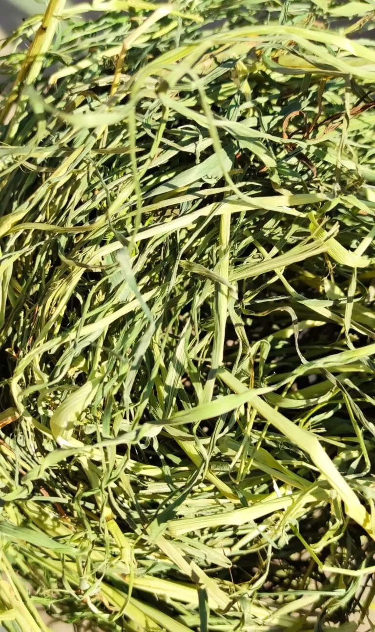 Zwierzęcy Paśnik Ziołowy Siano tymotkowe 500g sianko z tymotki zbiór 2026r - 17423744b95fba775df2157b6f868cb6