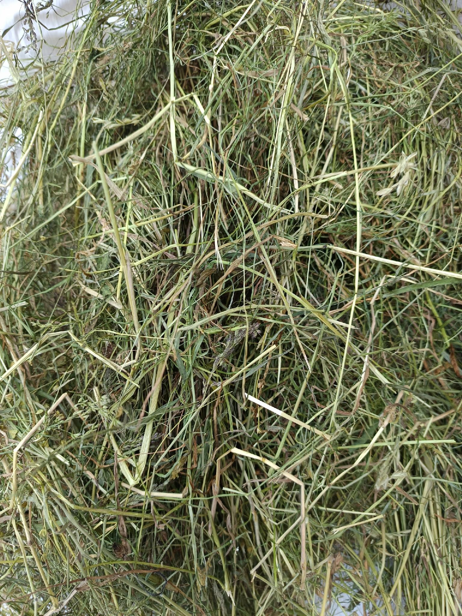 Zwierzęcy Paśnik Ziołowy Siano łąkowe 1kg sianko dla królika zbiór 2026r - 3c7fb2743a06c8944fc2380d6dbca0b4