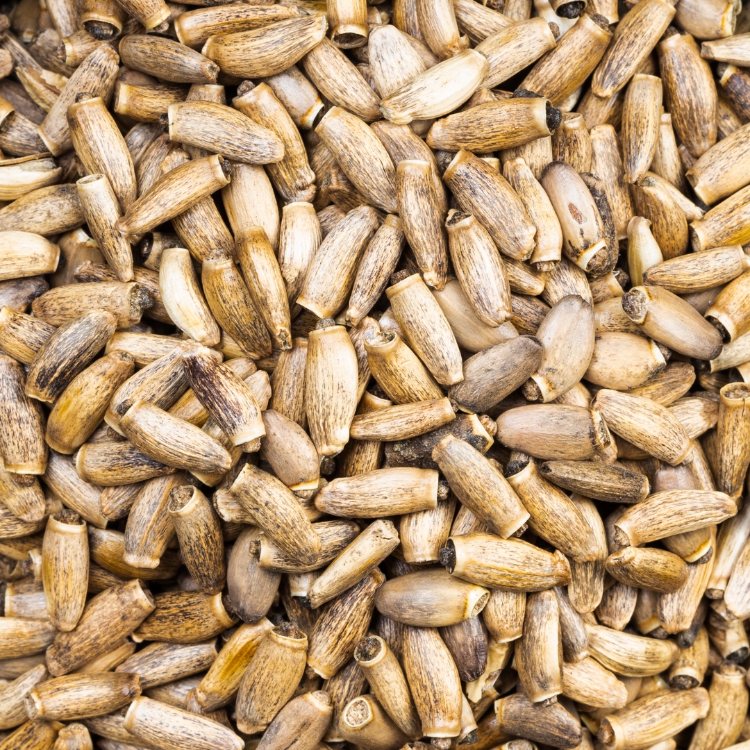 Samfarm ostropest plamisty 200g XXL DUŻY bez cukru dla gryzoni i królików - 857836ffce1541afe28568dfa7ffca18