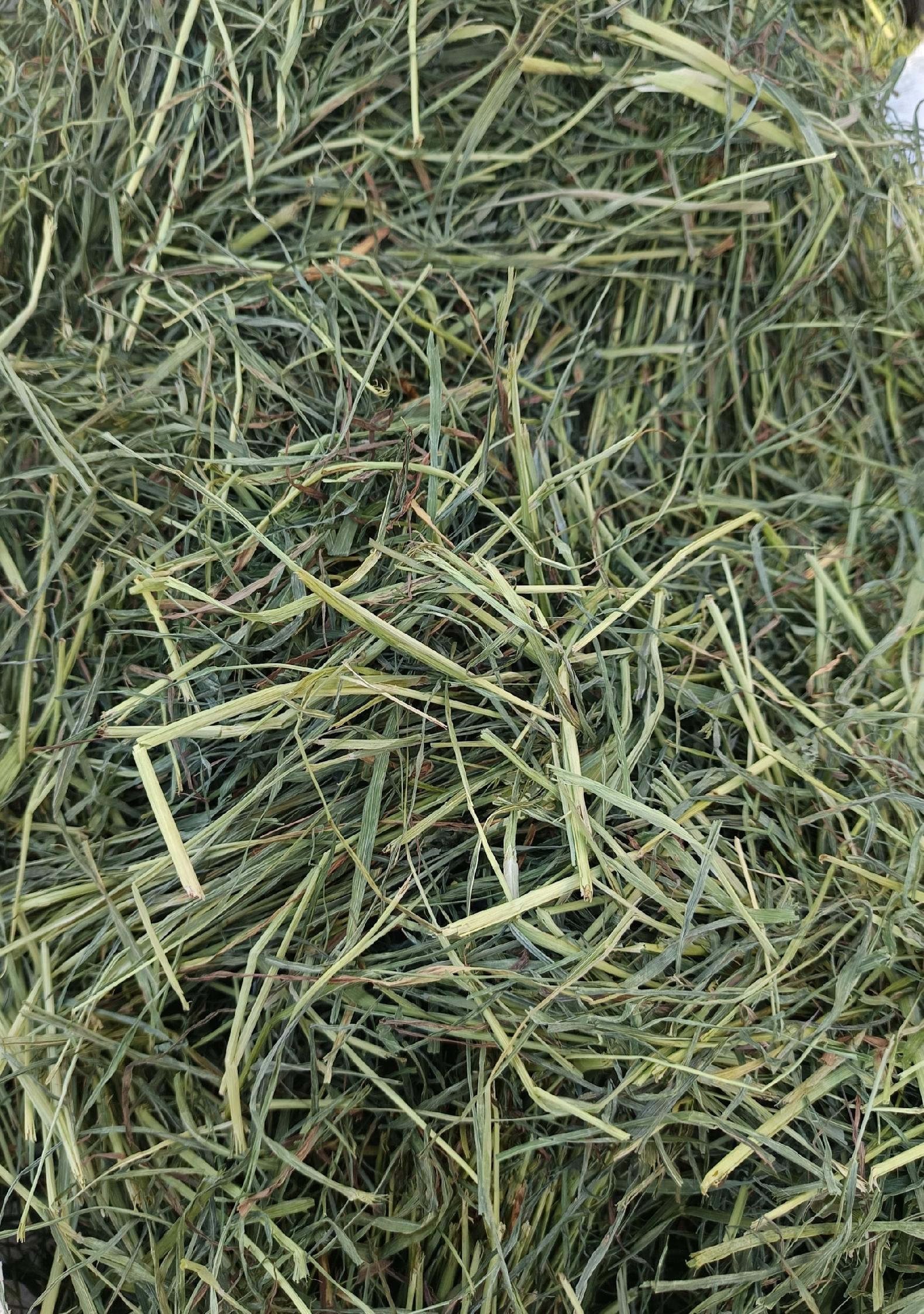 Zwierzęcy Paśnik Ziołowy Siano tymotkowe 1kg sianko z tymotki zbiór 2026r - ae5a2e85f6f22c4c694bc7423fcc1070