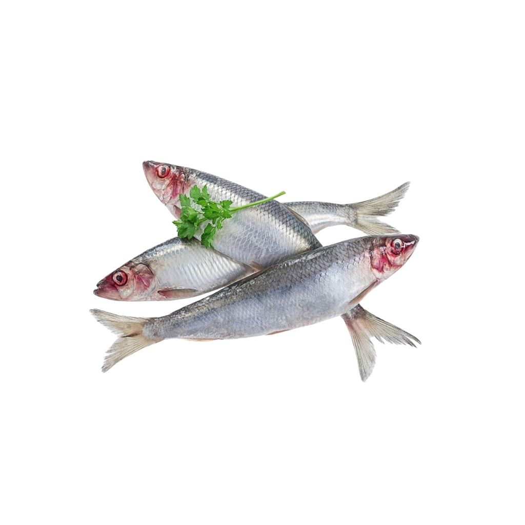 Śledzie małosolne “IRBE” (420g) luz