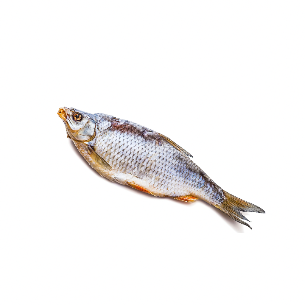 Wobla suszona cala “Mooijer” 18+cm (60g) luz