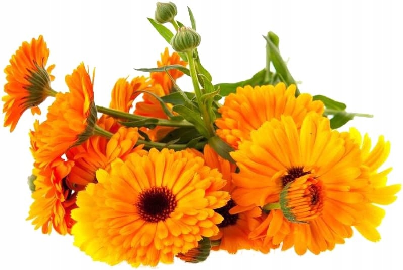 Setablu kojący żel z nagietka Calendula dla skóry suchej i wrażliwej 100ml