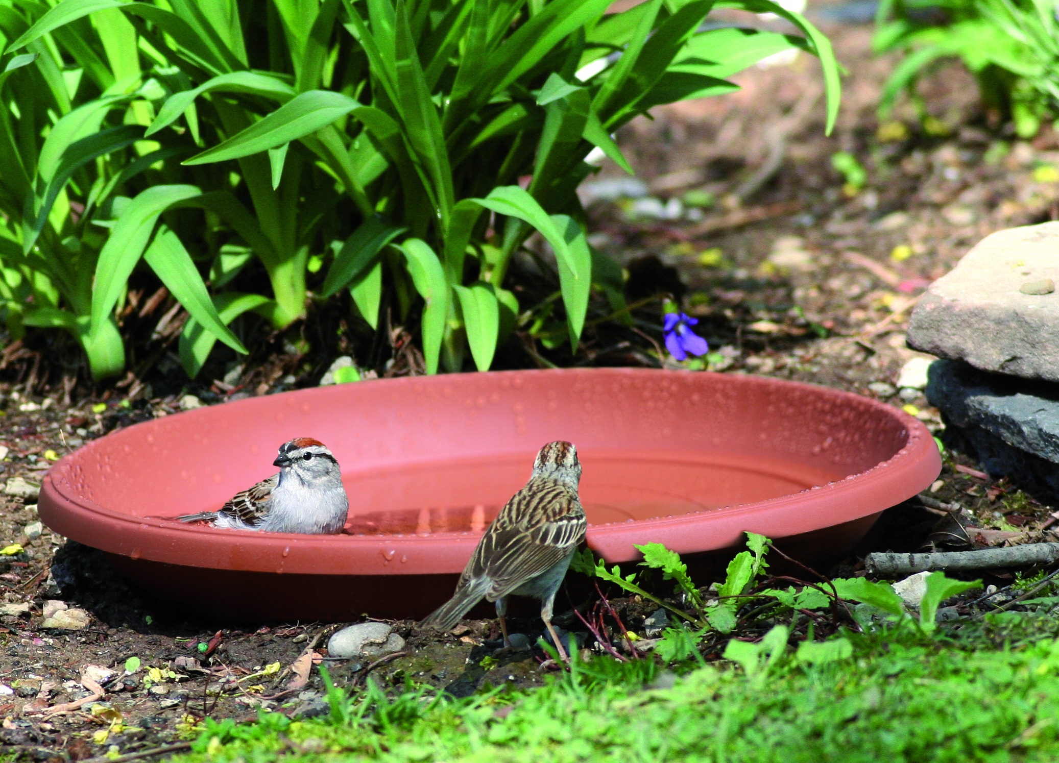 Podstawka Terra POD29 pod doniczkę DCE35 | Terakota, Kształt Okrągły, Wymiary 29x3.8 cm, Kolor Terakota, Prosperplast