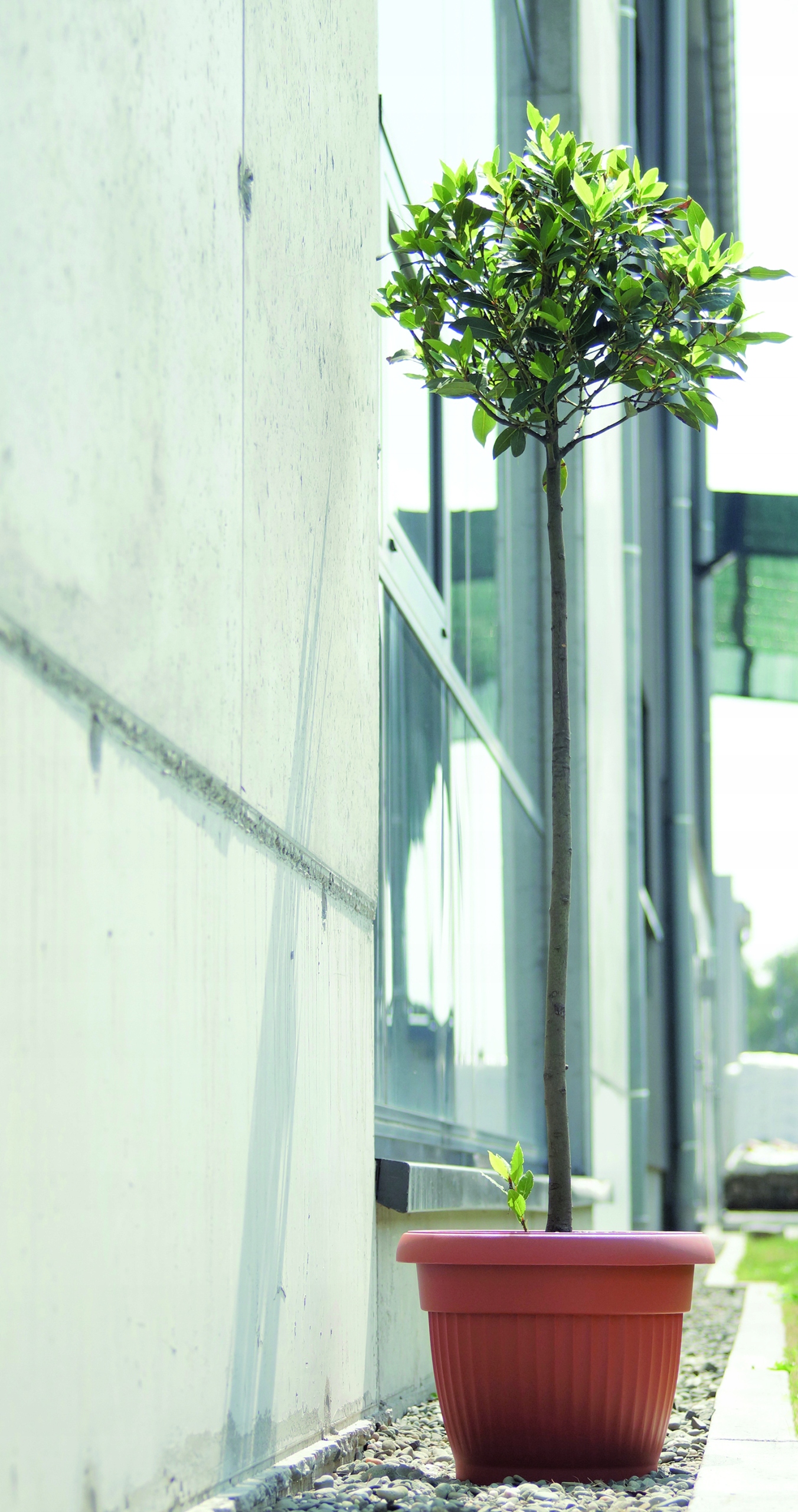 Doniczka klasyczna Terra DCE20 | Antracyt, Kształt Okrągły, Wymiary 20x15.5 cm, Kolor Antracyt, Prosperplast