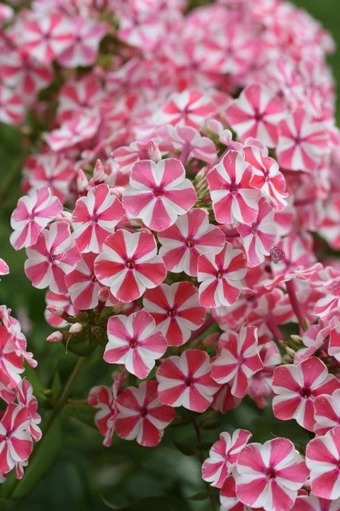 Floks plamisty Natascha Phlox maculata