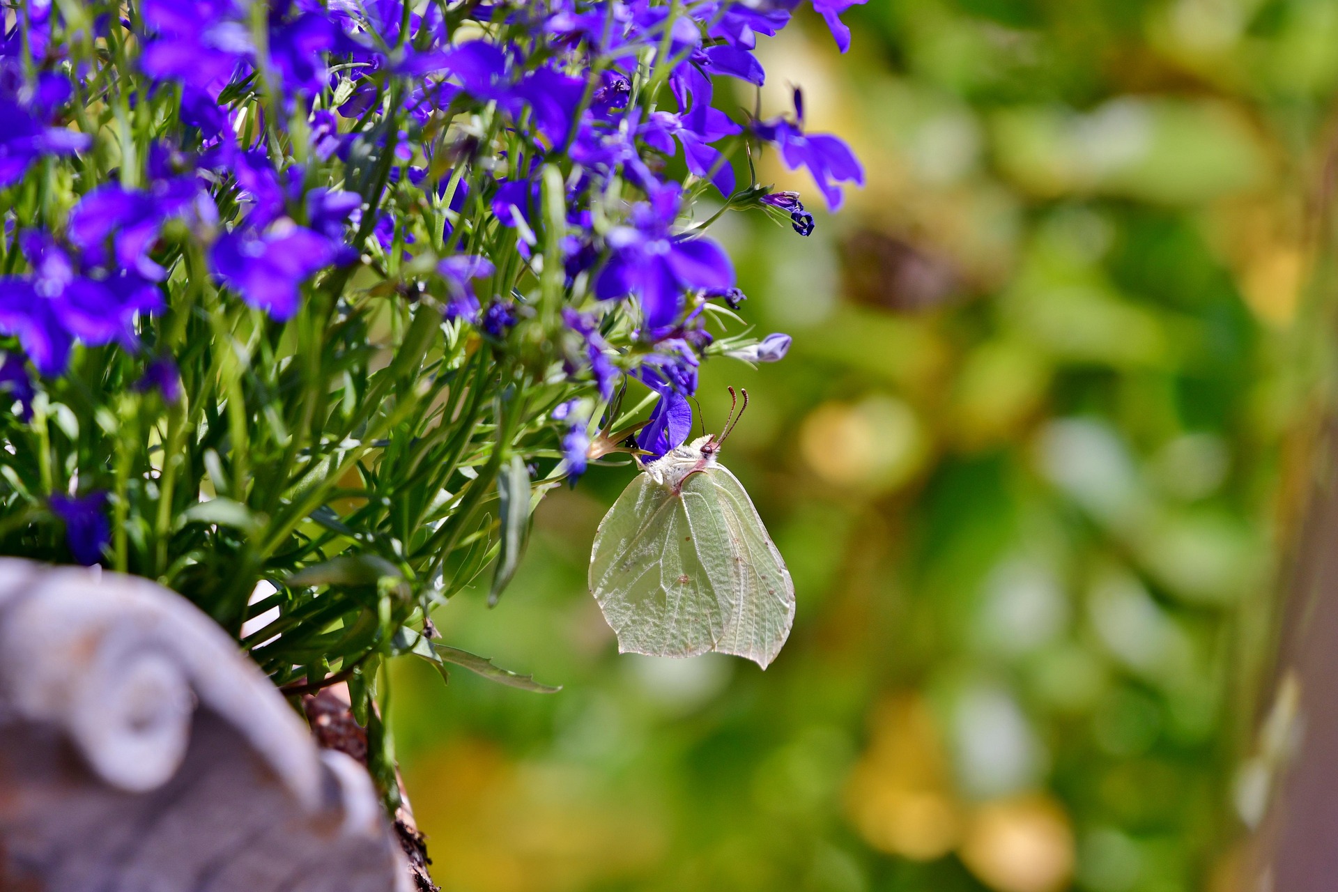 Lobelia okazała Starship Blue Lobelia speciosa