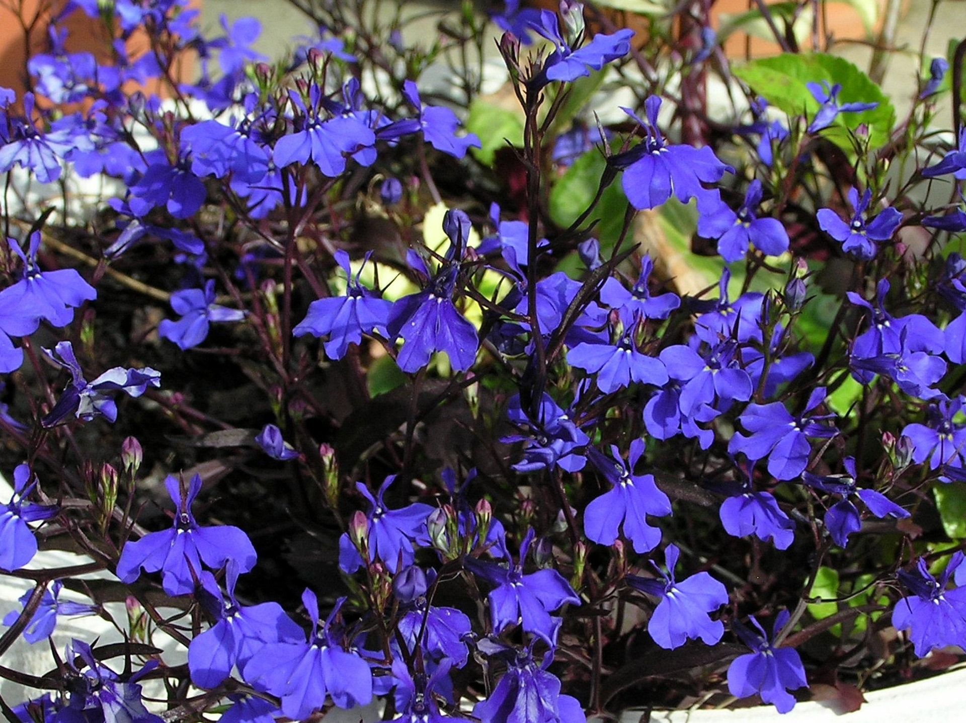 Lobelia okazała Starship Blue