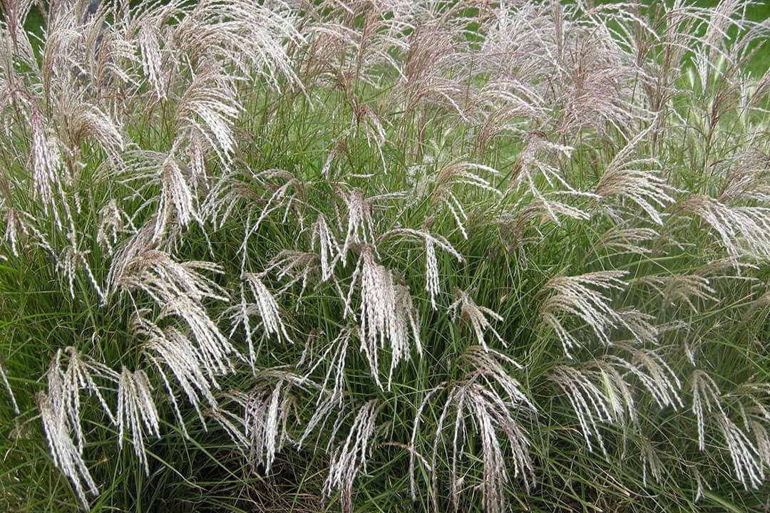 Miskant chiński Yakushima Dwarf