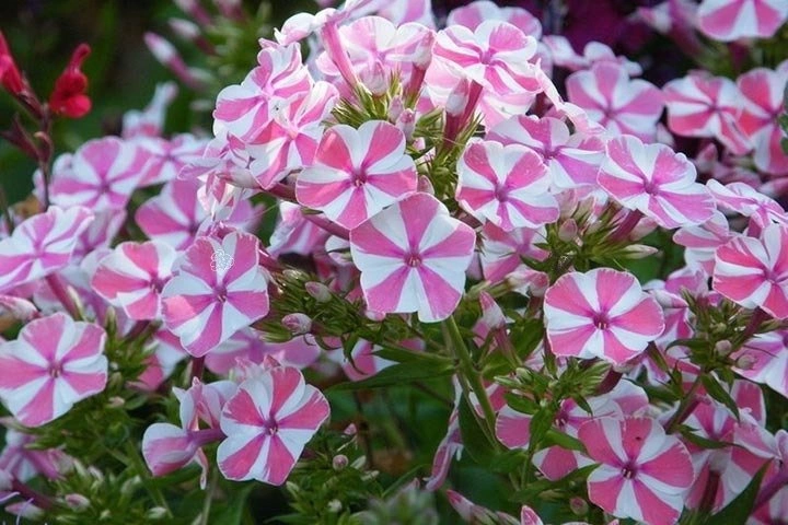 Floks plamisty Natascha – Krzewy Ozdobne