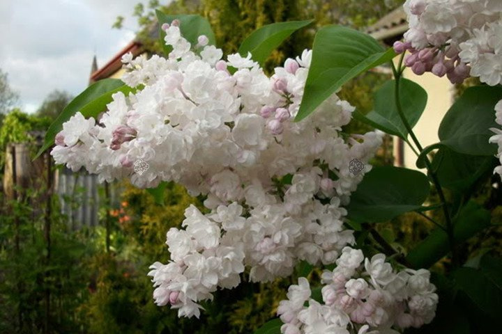 Lilak pospolity Krasawica Moskwy Syringa vulgaris