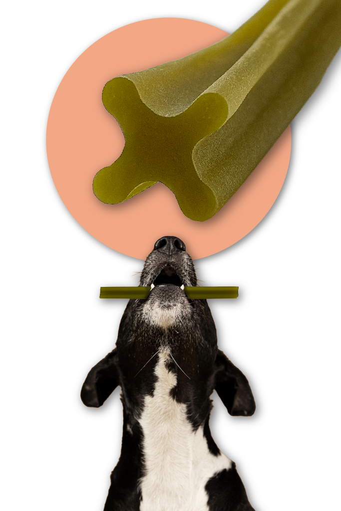 Pies z gryzakiem z przekroju i opisem kształtu