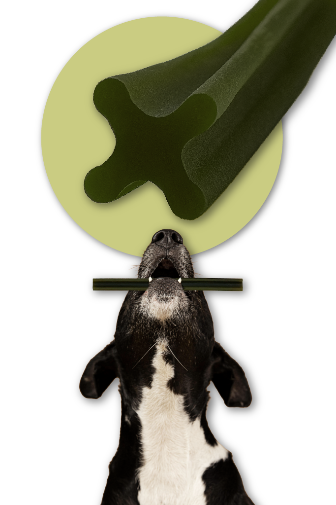 Pies z gryzakiem i opisem kształtu