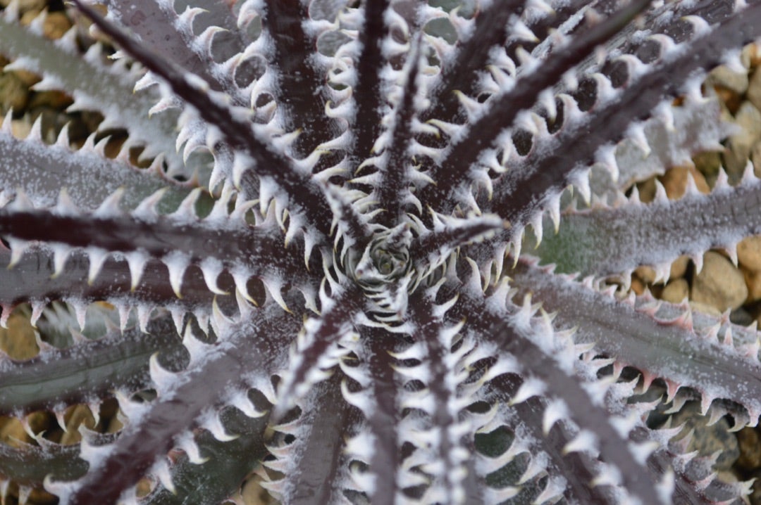 ディッキア Dyckia 'Brittle Star' F3 D005 【公式通販】