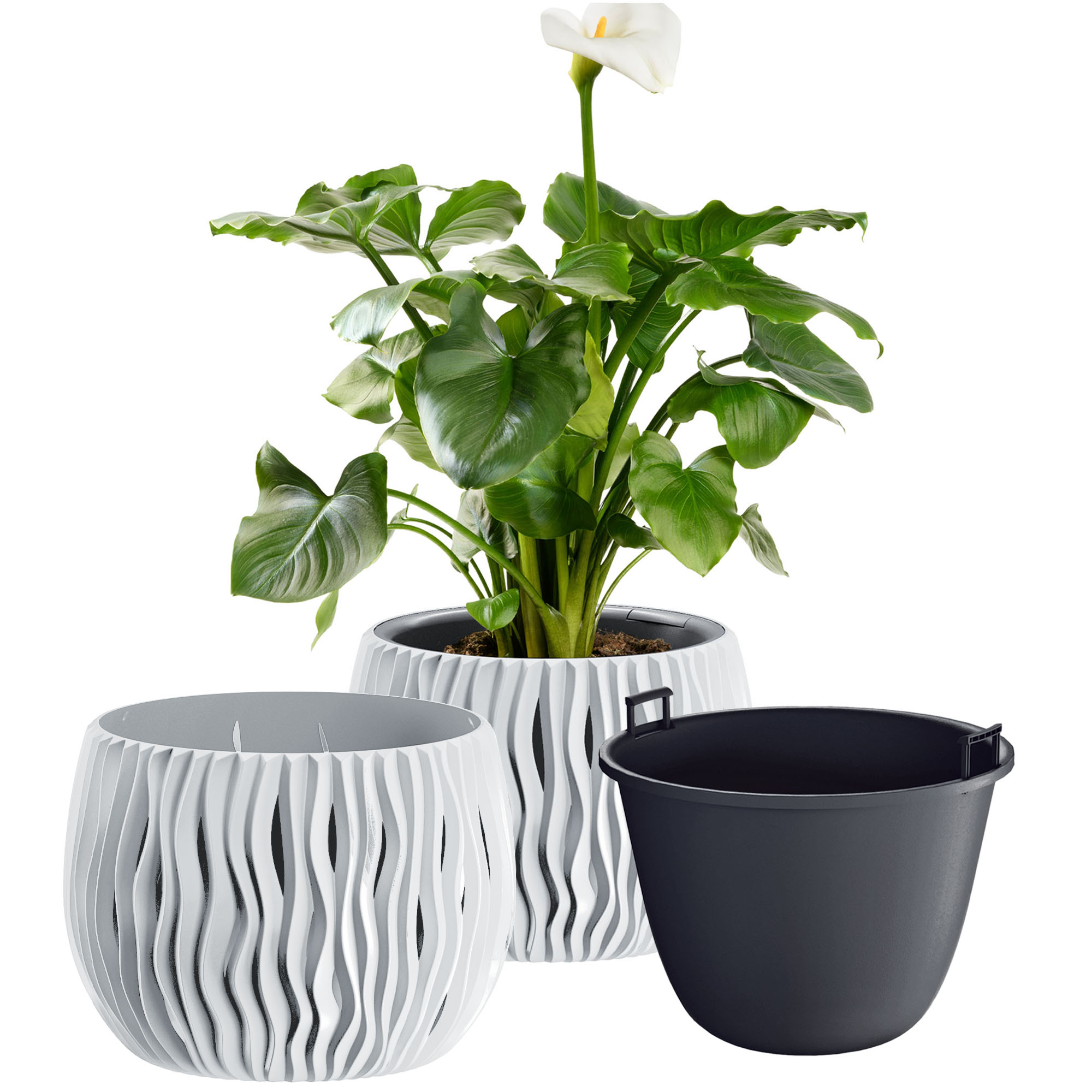 rucola im blumenkasten Rucola für Balkonhochbeete