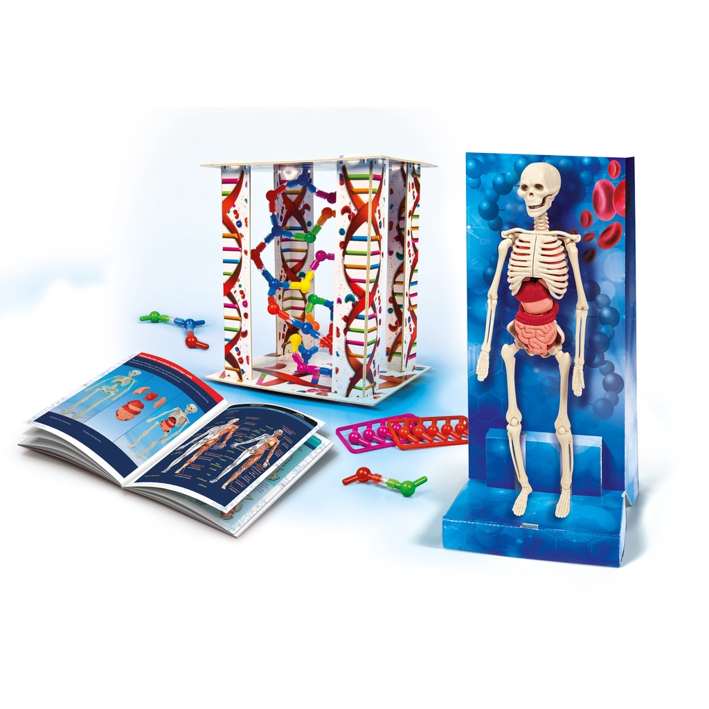 Clementoni - Ciało Ludzkie - Nauka Zabawa Model DNA