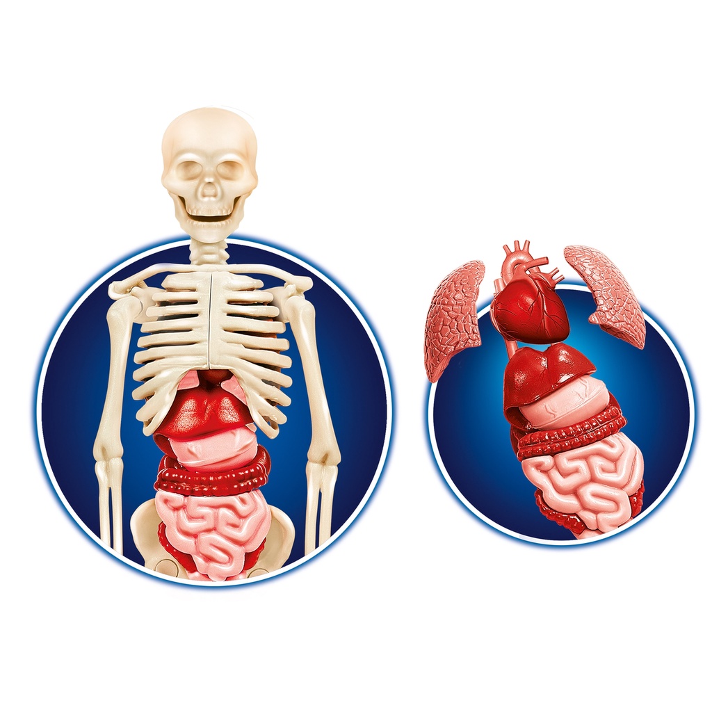 Clementoni - Ciało Ludzkie - Nauka Zabawa Model DNA