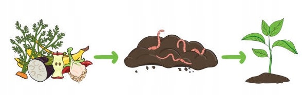 Dżdżownice do kompostownika 0.5kg
