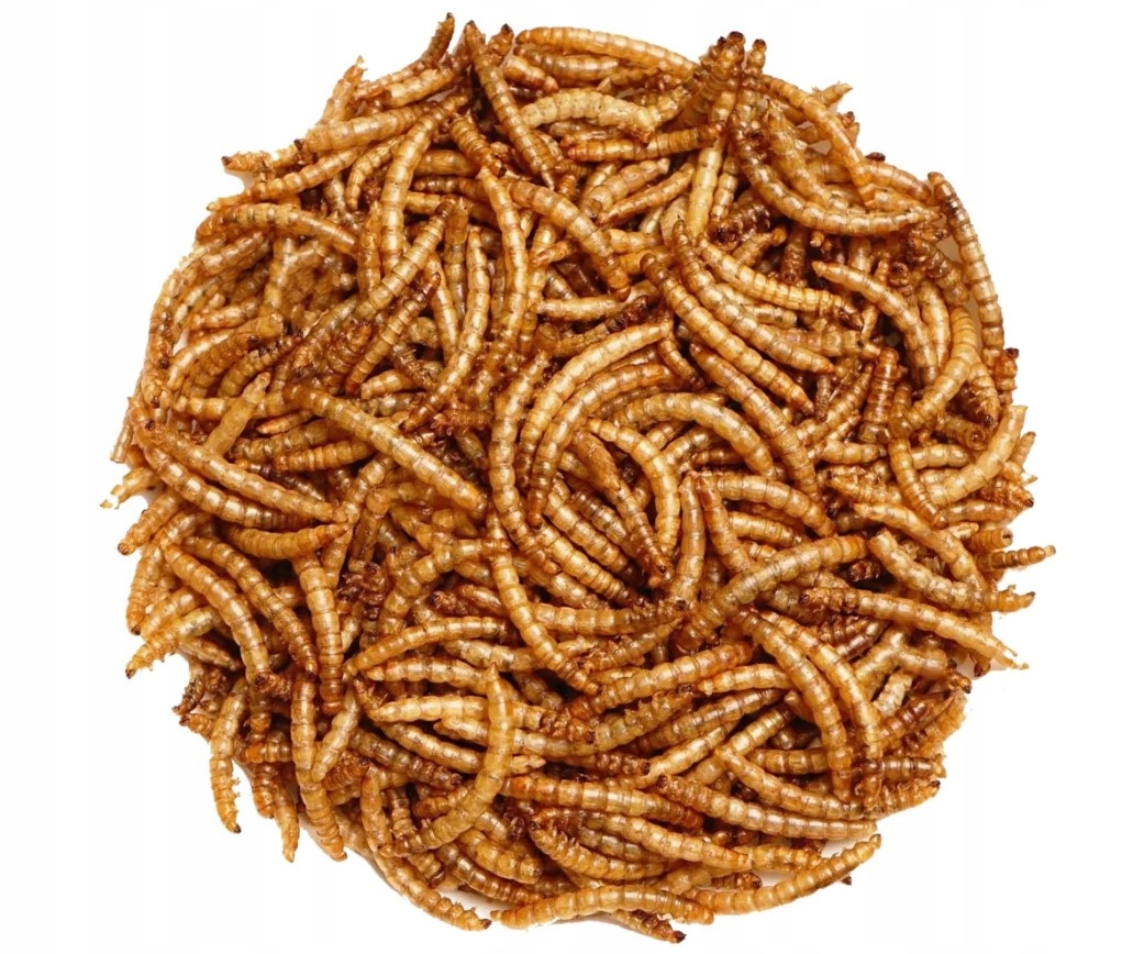 Suszone larwy mącznika młynarka 2kg