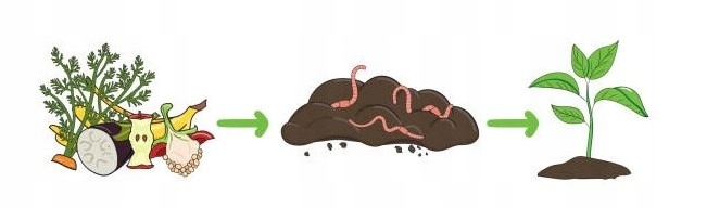 Dżdżownice do kompostownika 200szt.