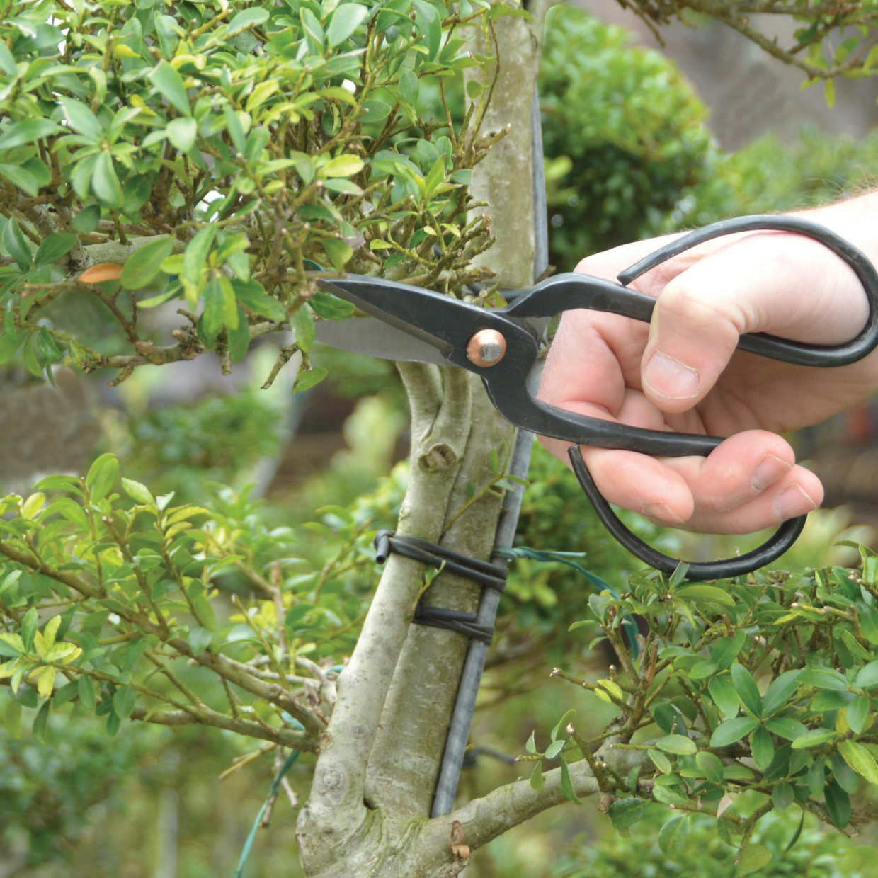 Nożyce do Bonsai GT296 — 3