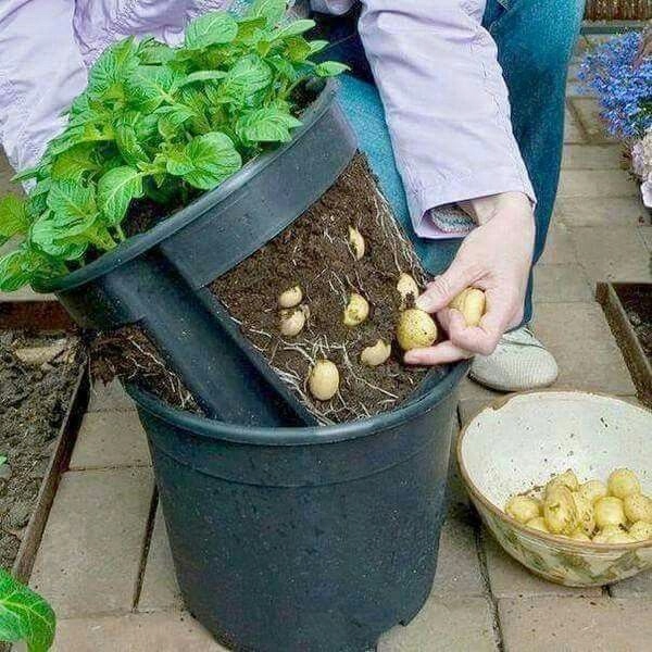 Doniczka okrągła do hodowli ziemniaków Potato Grower 300 — 5