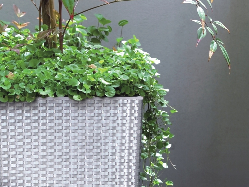 Doniczka RATO niska DRTS325L z wkładem | Biały — 5