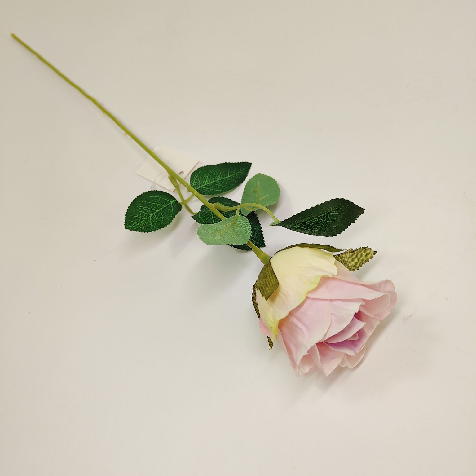 Róża pojedyncza jasno fioletowa