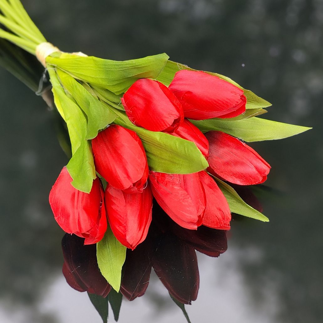 Tulipan pojedynczy czerwony 9 szt