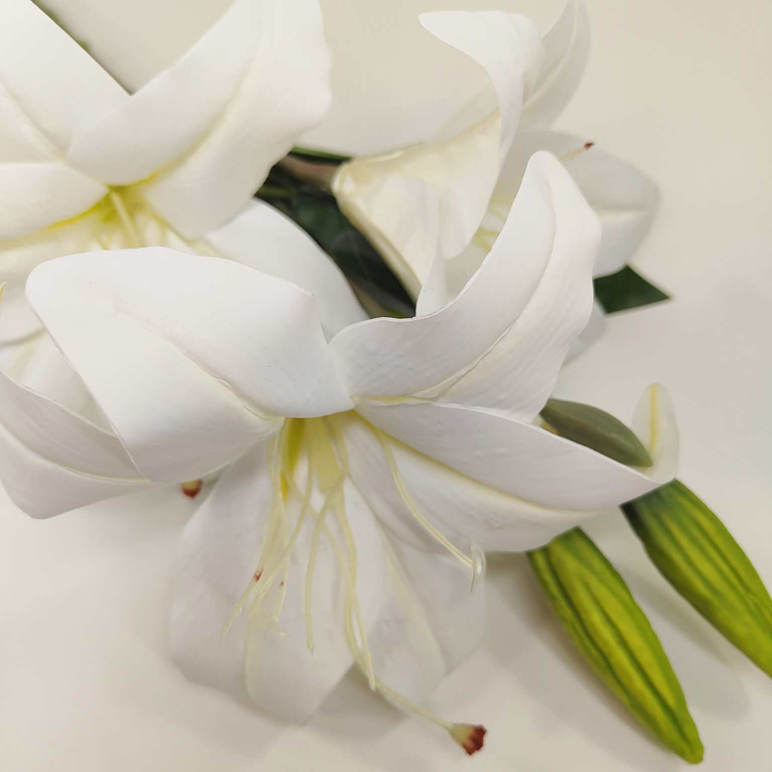 Lilia pojedyncza gumowana biała