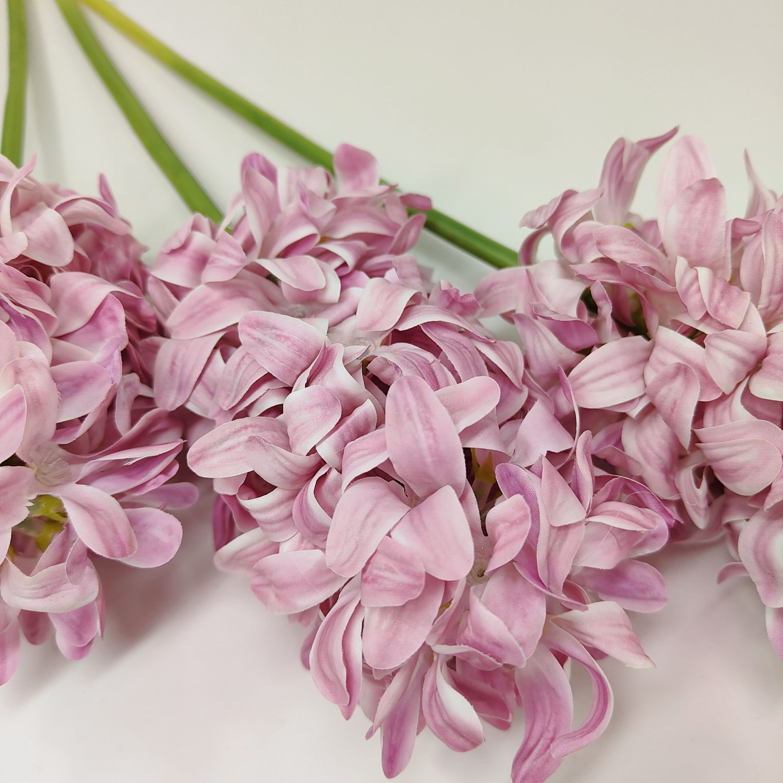 Hiacynt pojedynczy różowy