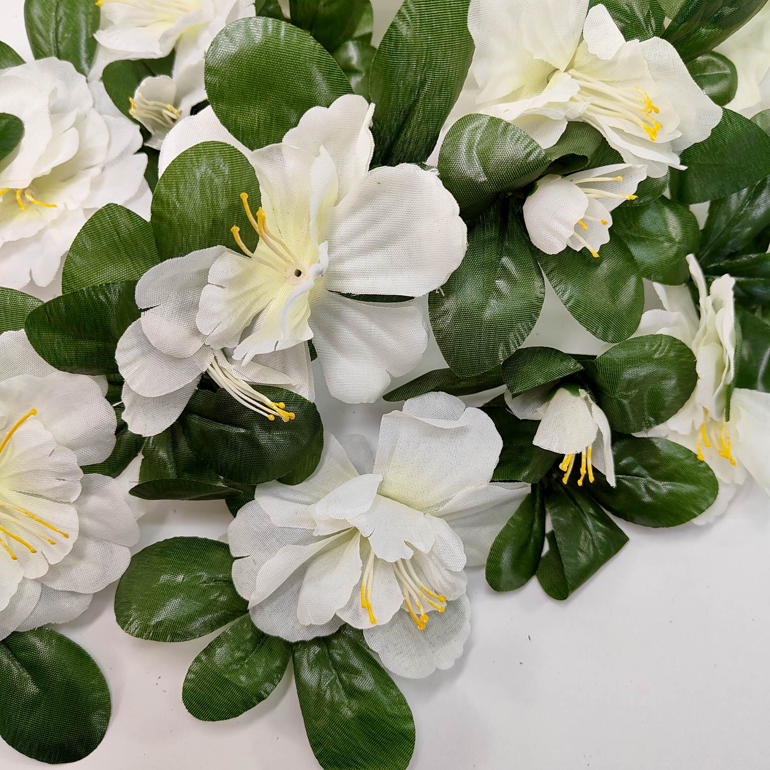 Azalia zwisająca biała