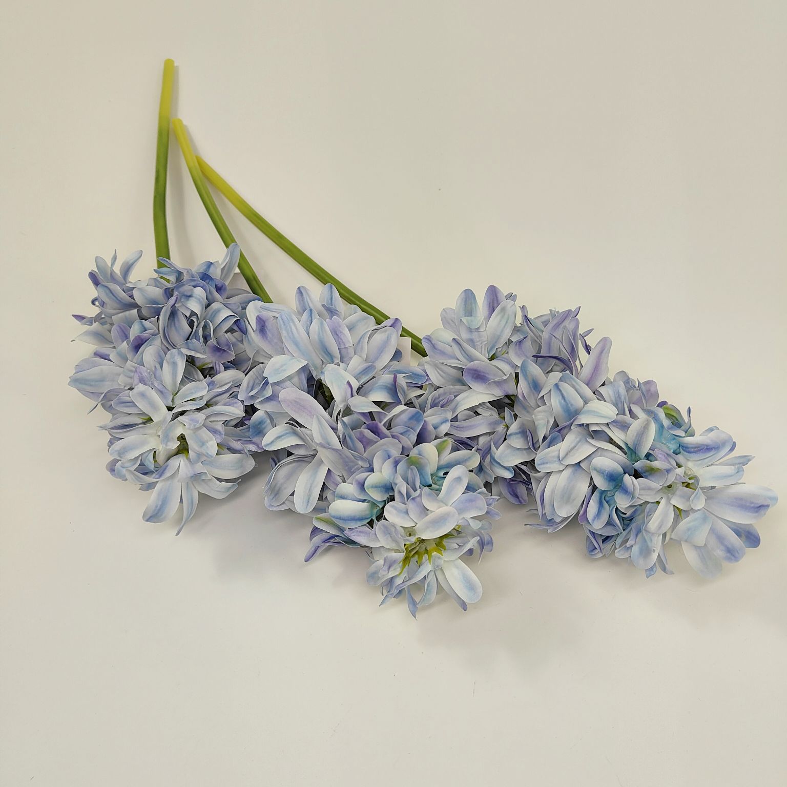 Hiacynt pojedynczy niebieski