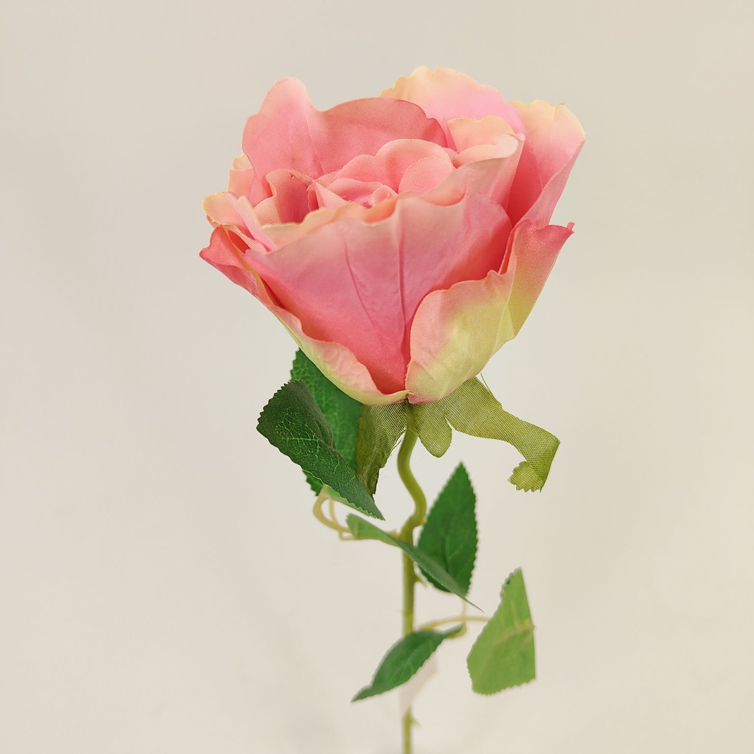 Róża pojedyncza różowa