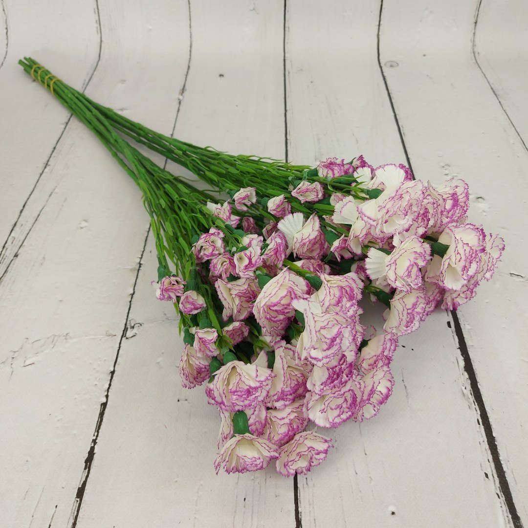 Goździk pojedynczy kremowo fioletowy 12 szt