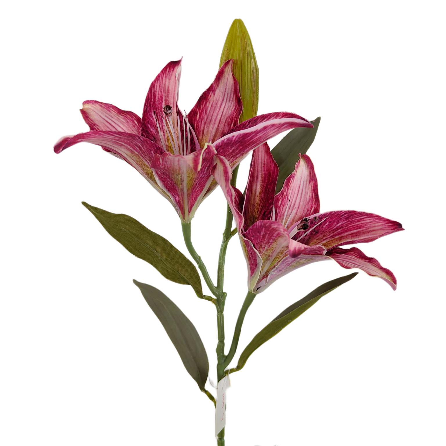 Lilia pojedyncza x2 biskupia