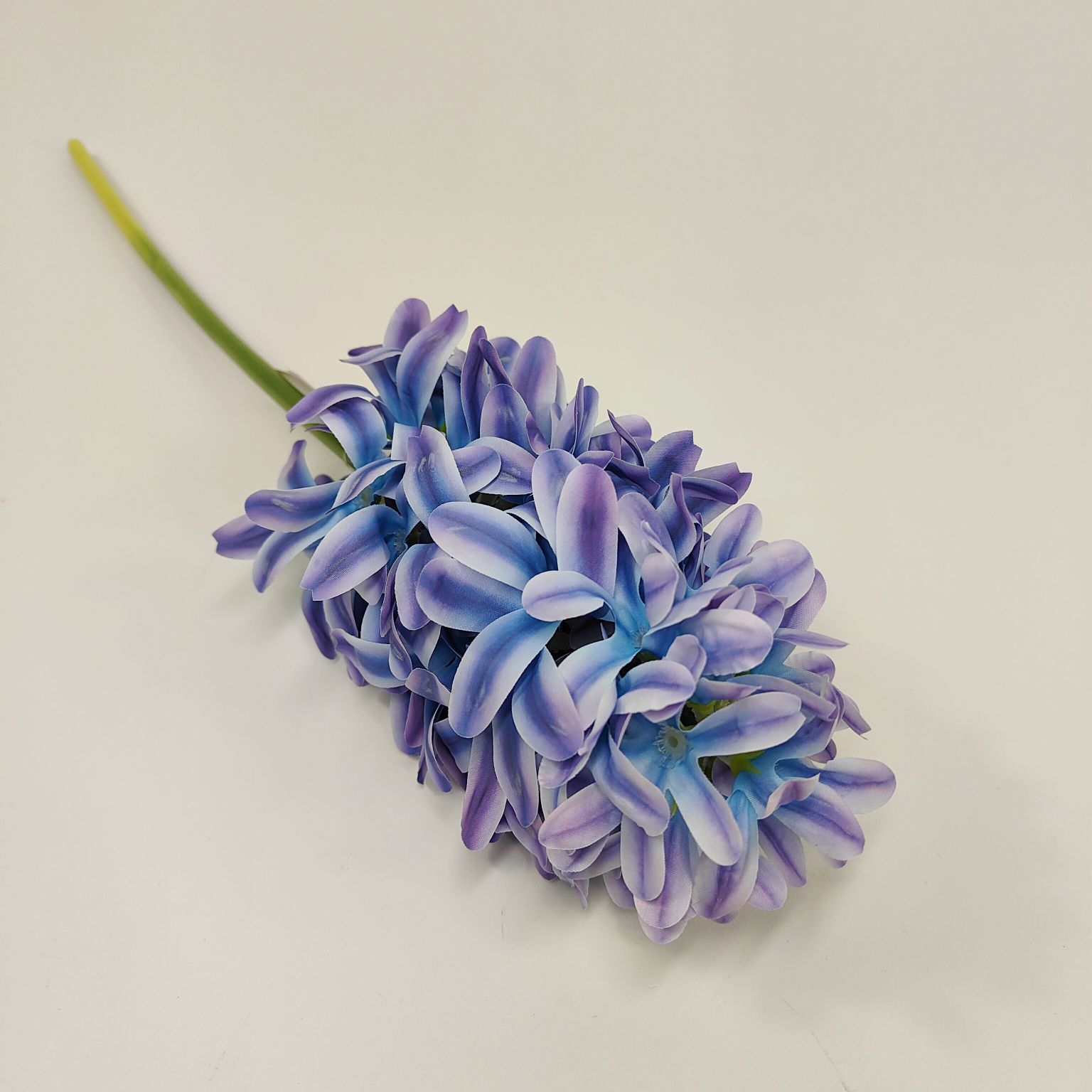 Hiacynt pojedynczy fioletowo niebieski