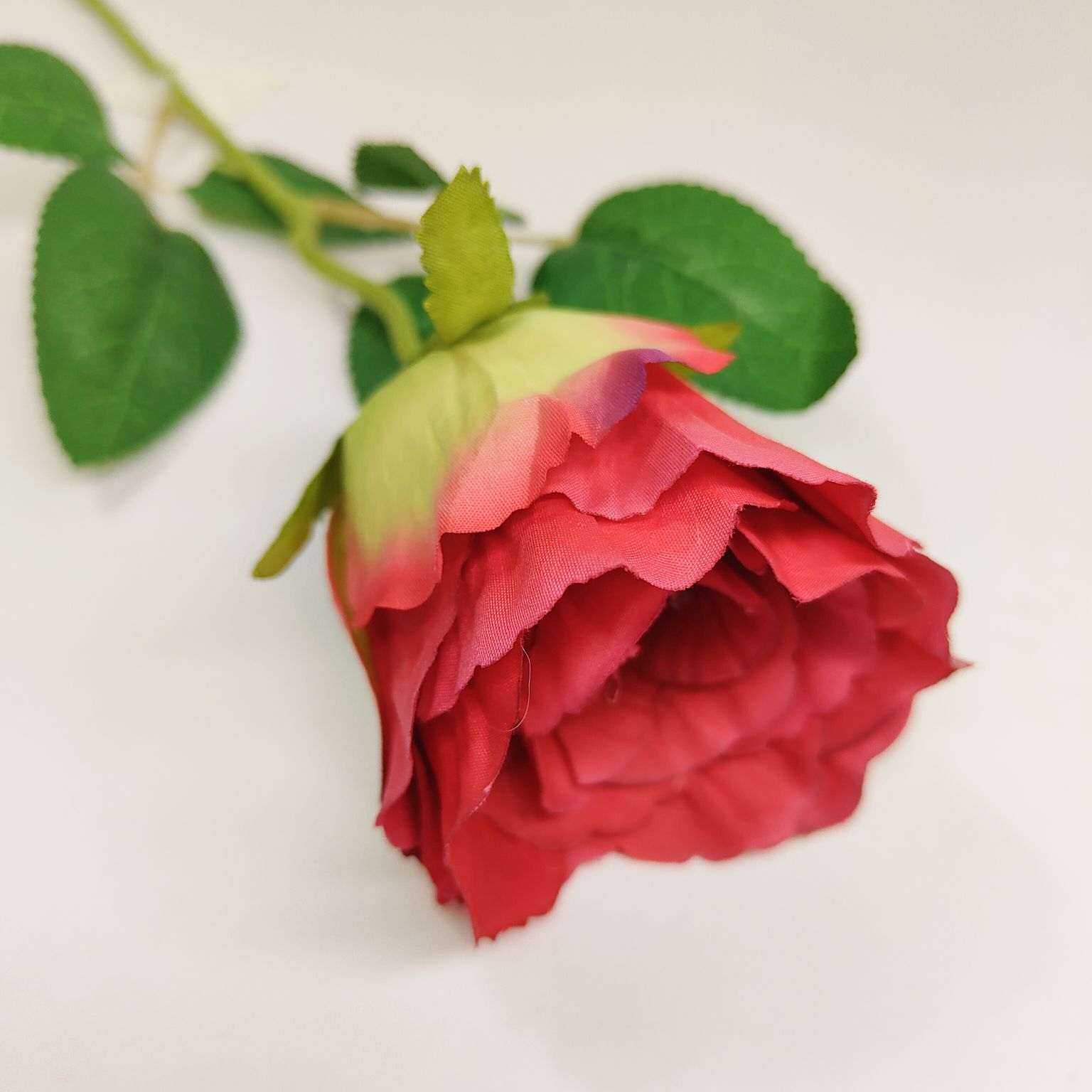 Róża pojedyncza czerwona cieniowana