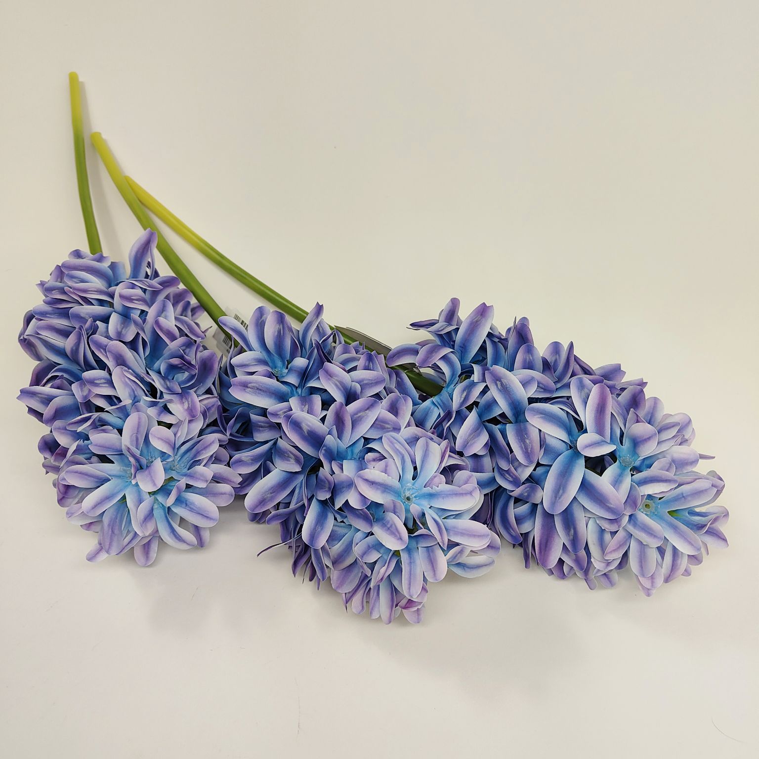 Hiacynt pojedynczy fioletowo niebieski