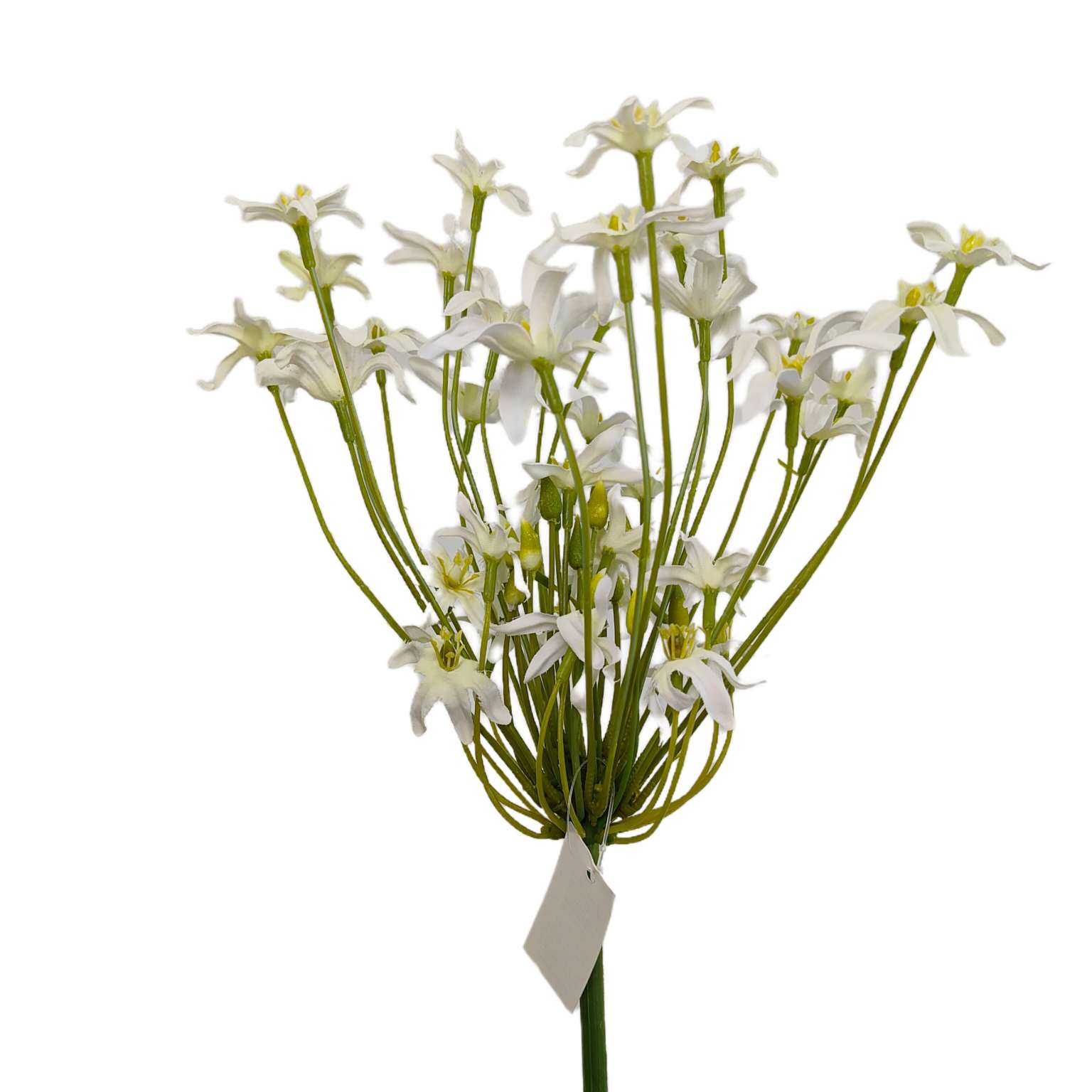 Agapantus pojedynczy kremowy