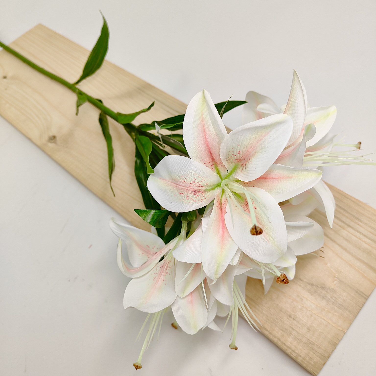 Lilia pojedyncza ciemy krem nakrapiany środek