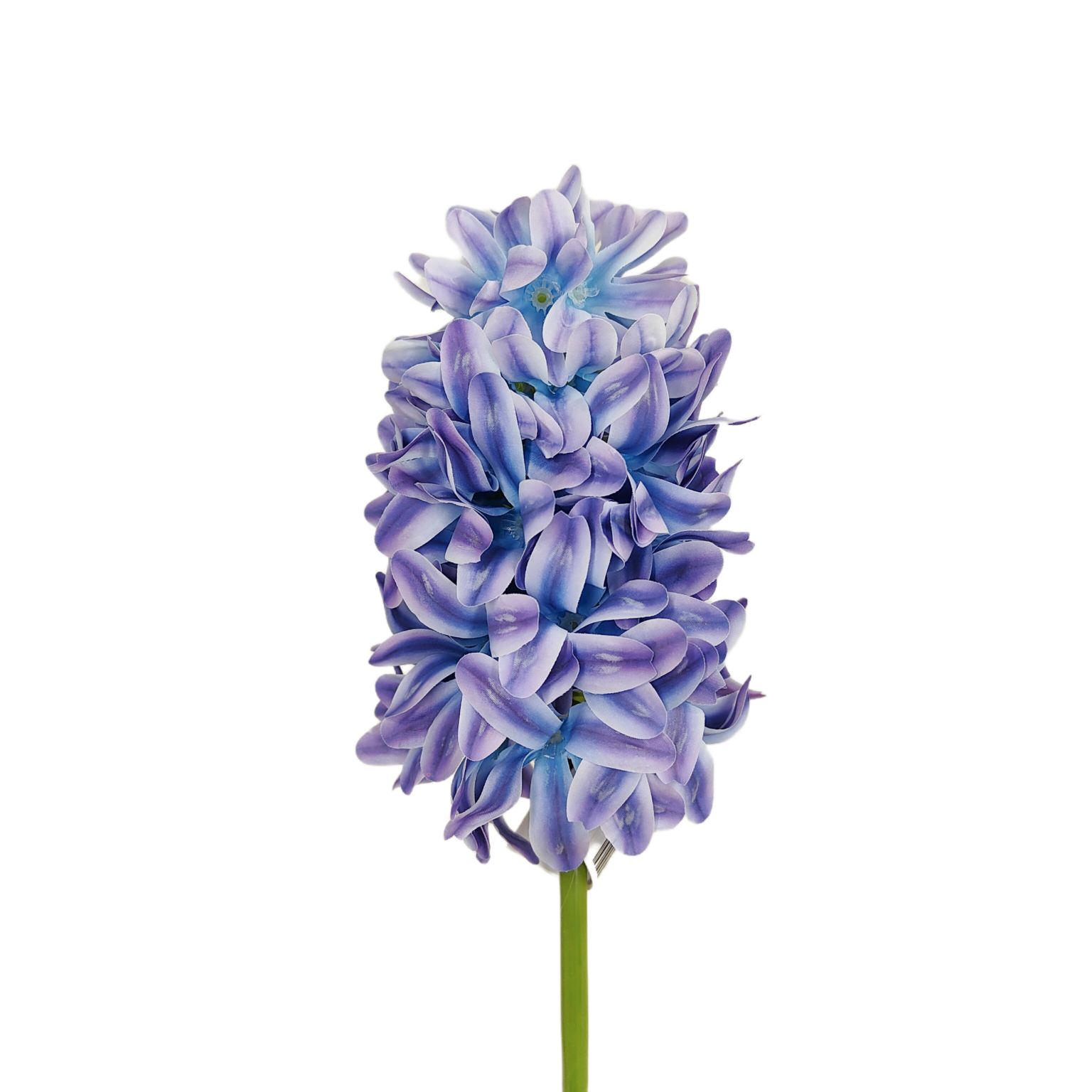 Hiacynt pojedynczy fioletowo niebieski