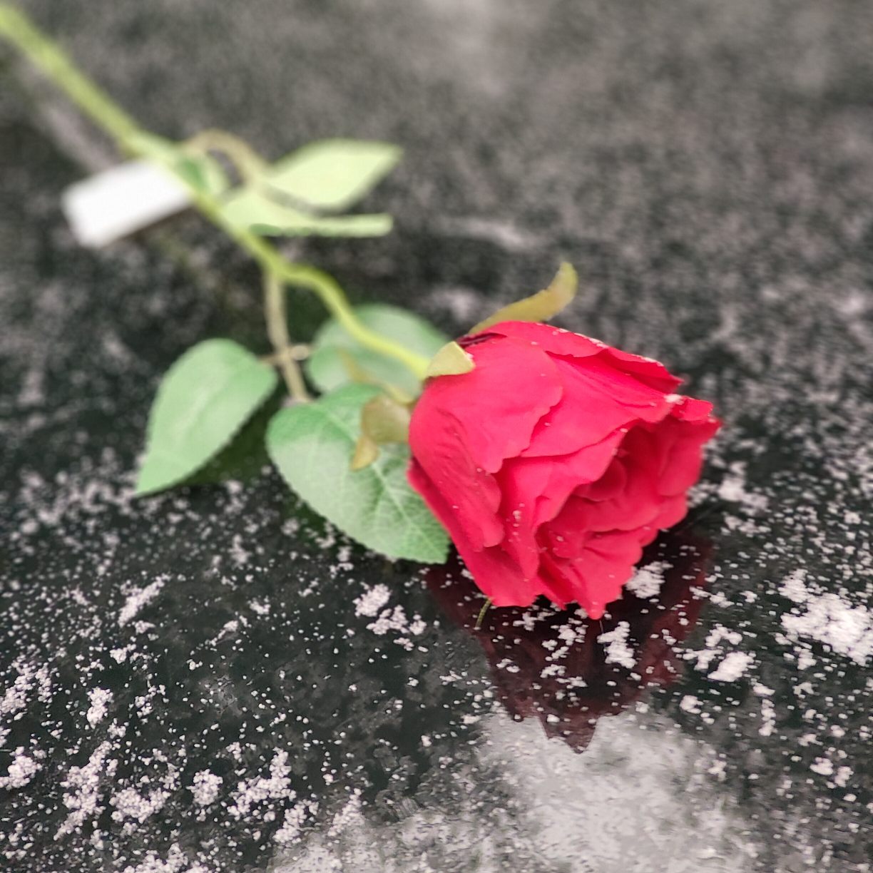 Róża pojedyncza czerwona