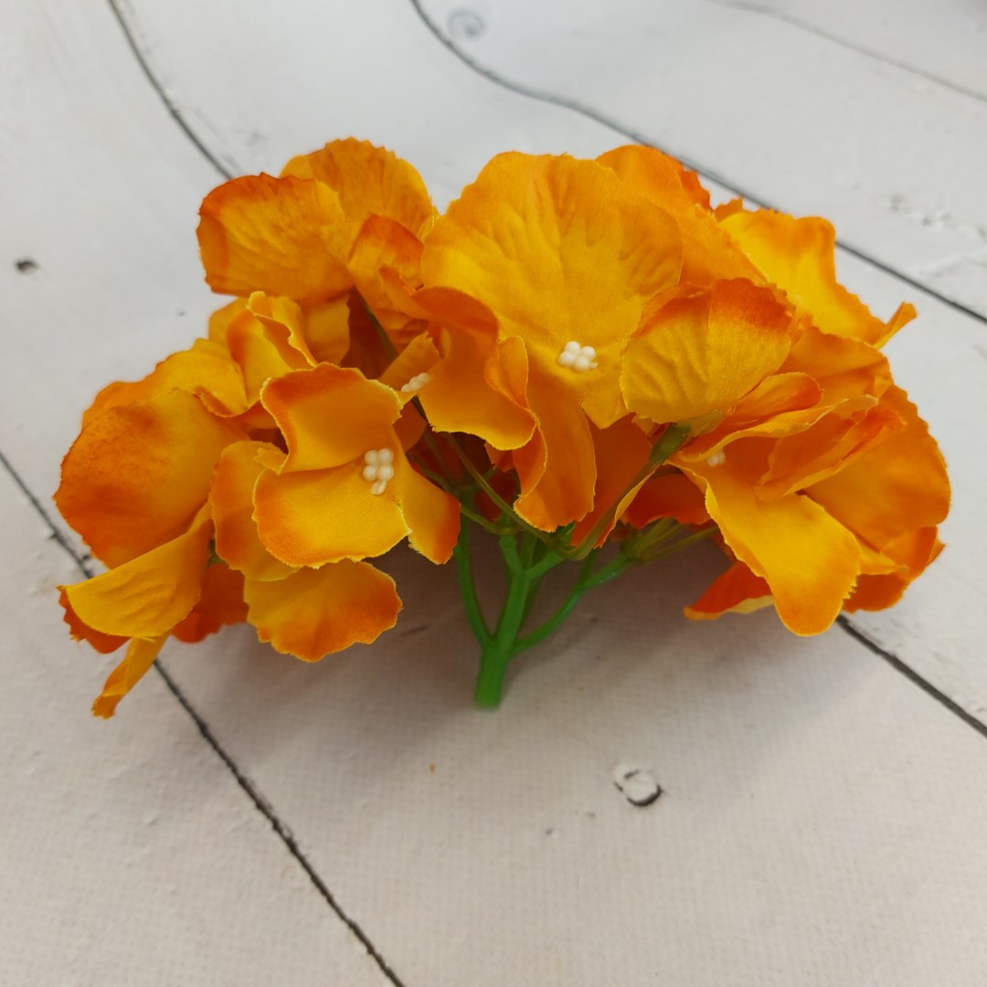 Hortensja wyrobowa j.rudy