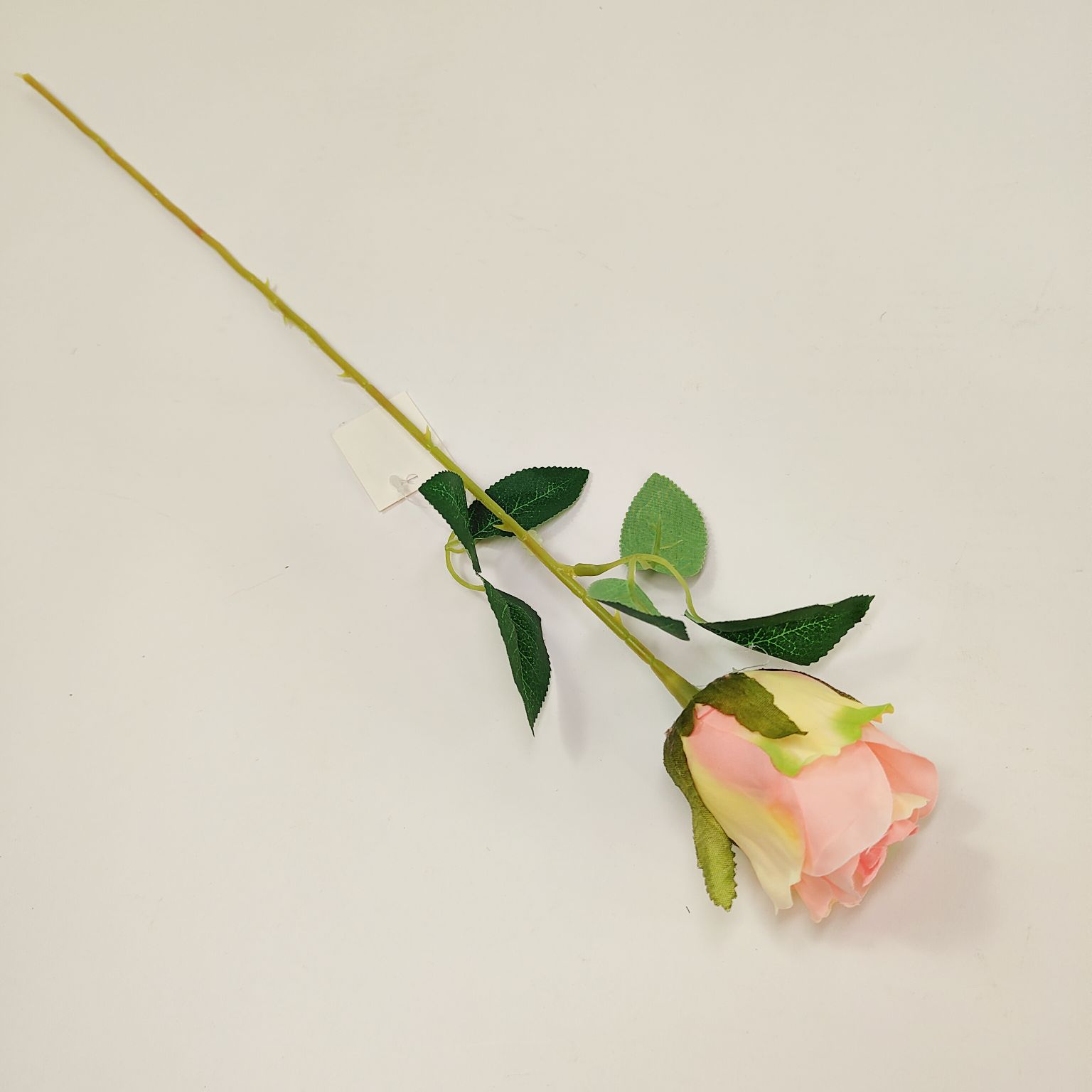 Róża pojedyncza jasny róż cieniowana