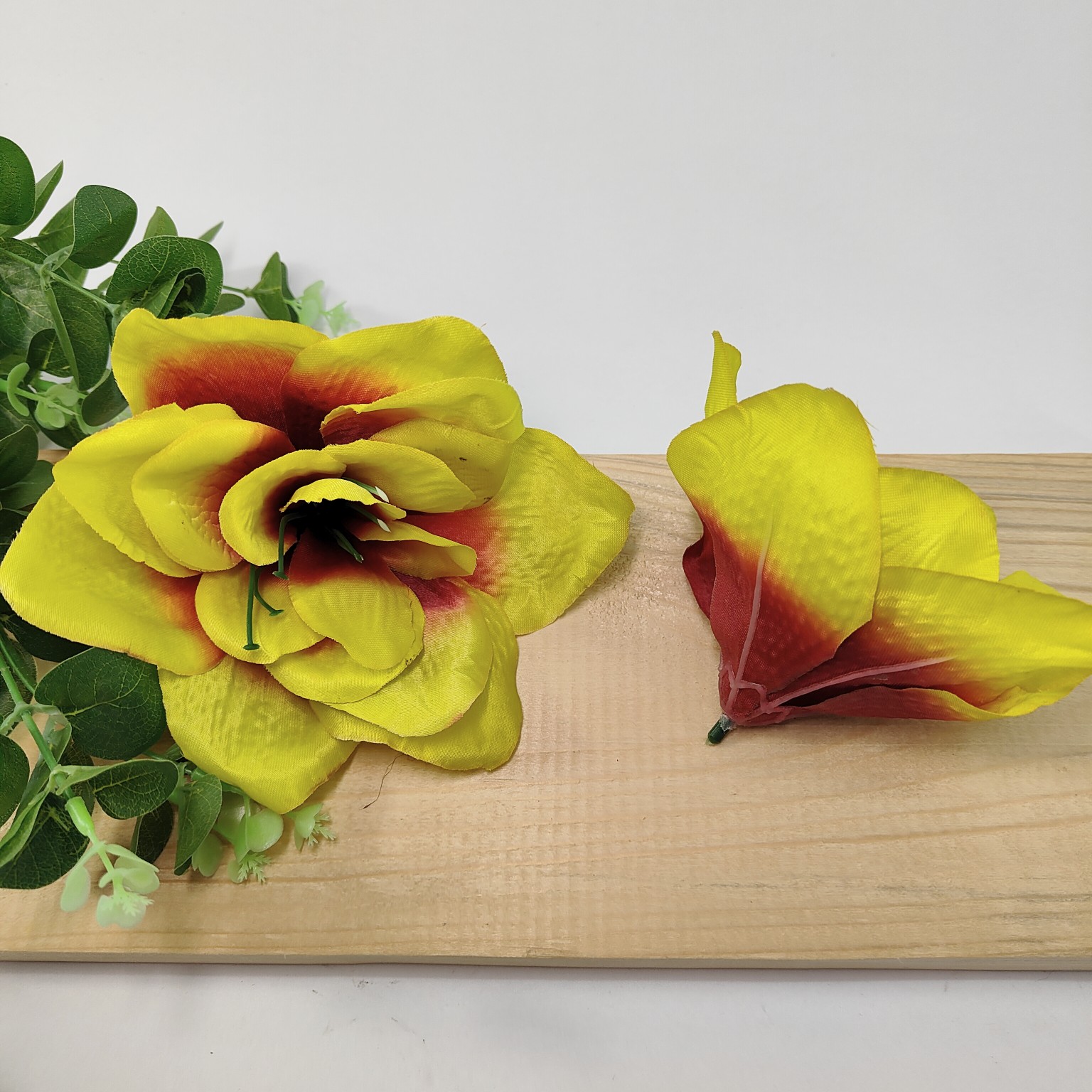 Clivia wyr. burgund/green 12 szt